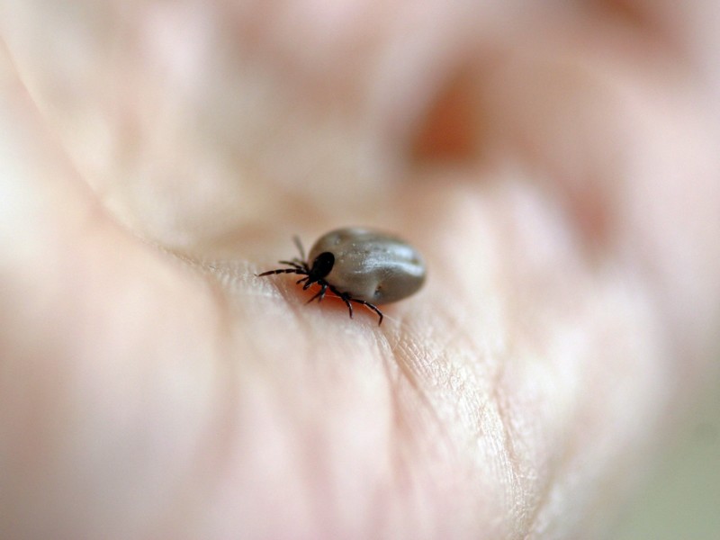 Verband tussen ziekte van Lyme en gehoorproblemen